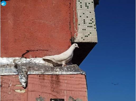 Beyaz dişi havada oyunlu bir saat üstünde uçuyoror 