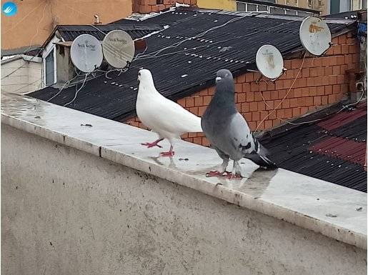 2 tane oyun kuşu 1 tane dişi beyaz kırma kuş