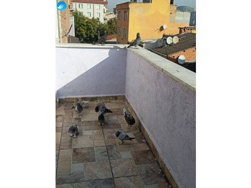 9 adet oyun kuşu 