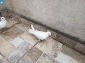 4 tane Mardin bir tane beyaz düz kuş toplam 5 kuş 