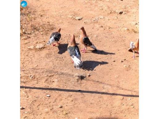 3 takım yuva kardeşi Nürnberg posta