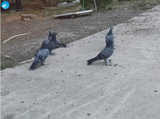 Hatasız mayer kuşlar İlk gelen alır 
