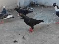 Posta Ve Bağdadi 