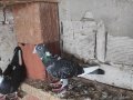 Adana Şami