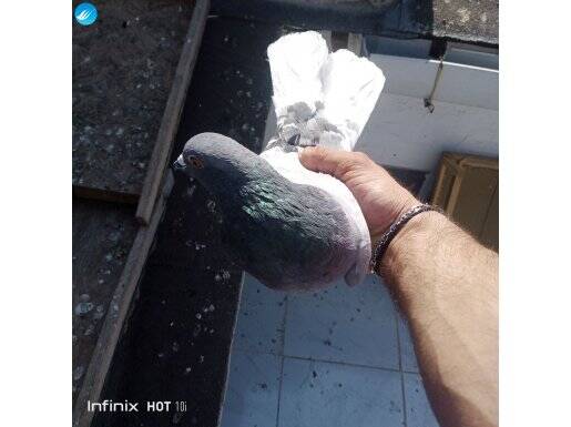 Fazlaliktan yüksek ucucular satilik