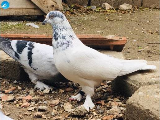 Kızgın Erkek Van Güvercini