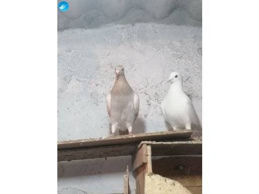 Sarı Kalemli posta