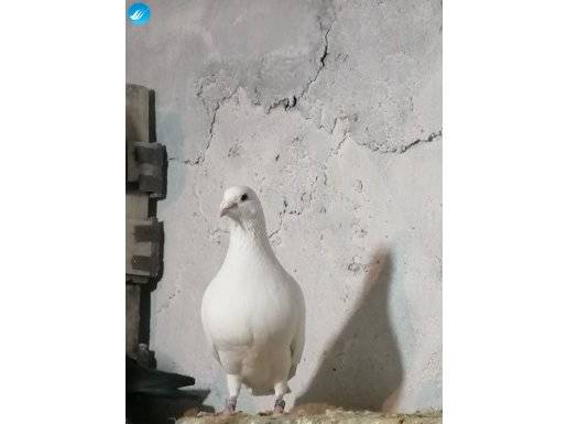 Beyaz alman posta takım