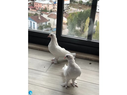 Ankara Beyaz Güvercin 