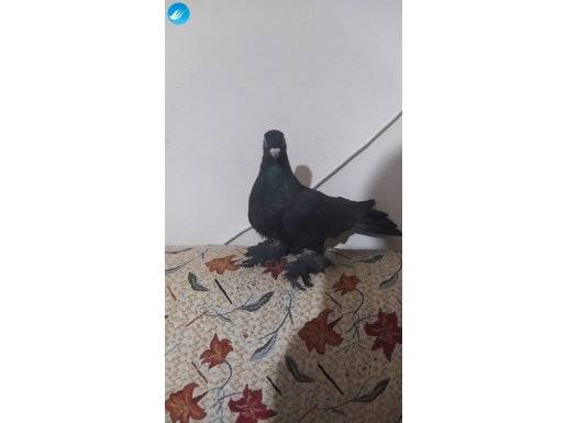 Arap kostüm güvercin hatasız