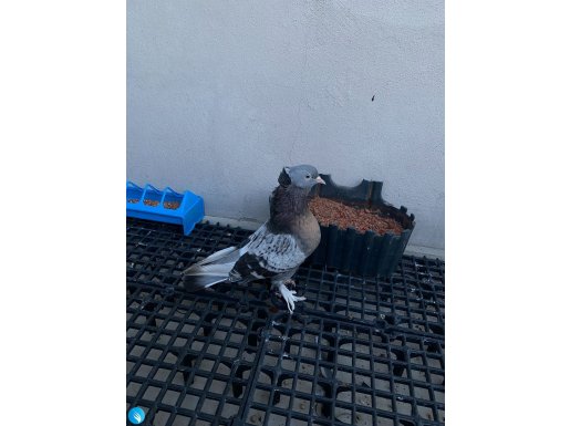 Kırçılı boz Paslı dişi 