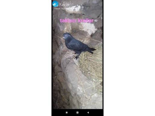 Satılık Arap erkkek