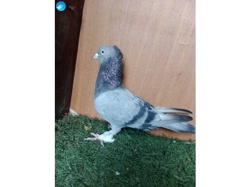 ACİL SATILIK OYUN KUŞLARI 