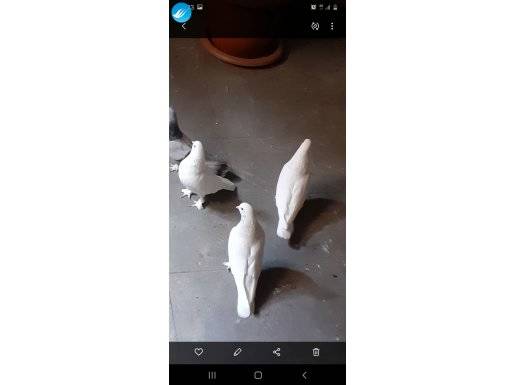 Oyunlu seferli sökük kuslar guzel kuslar
