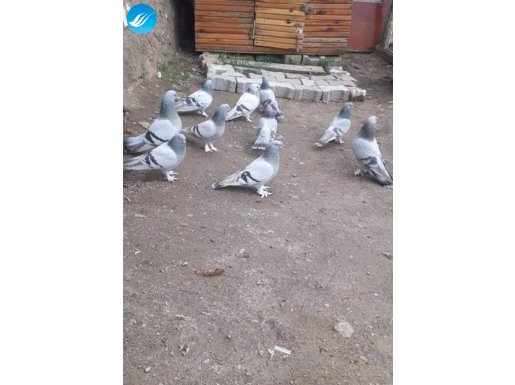 Acilen almak isteyen ulaşsın kalite 