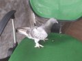 Toplu yada tek,çift mardinler