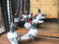 TEMİZ SOY SABUNİ POSTA GÜVERCİNİ