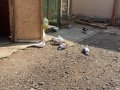 Meraklısına renkli postalar 