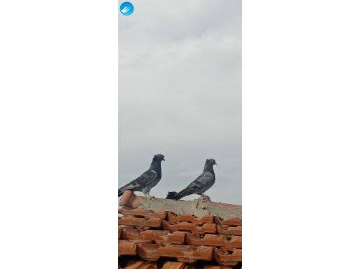 Hazır eş erkek çift tepe dişi arka tepe güzel oyun kuşları 