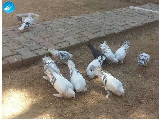 Bırakıyorum Değerini verene hayırlı olsun