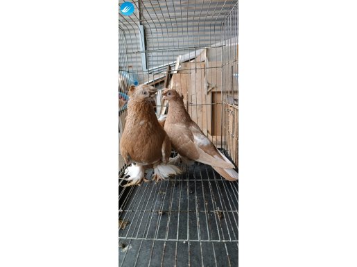 Özbek taklaci güvercini (Sarı-beyaz)