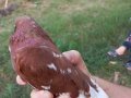 Tek kaldığı için satılık erkek kiremit