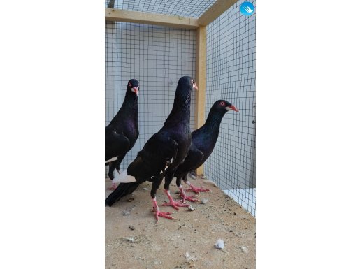 3 tane germen long faced 