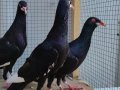 3 tane germen long faced 