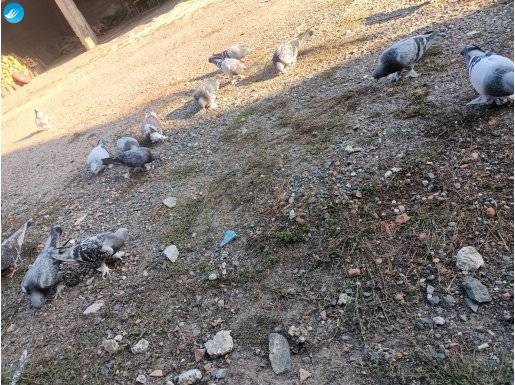 13 tane 1tane çift mavi mardin