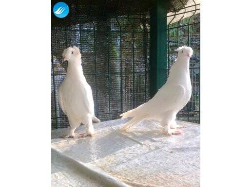 Dişi erkek çiftepe beyazlar