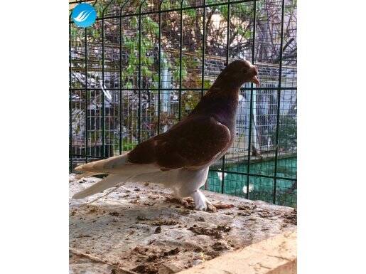 Hazır eşe gelmiş erkek şarabi