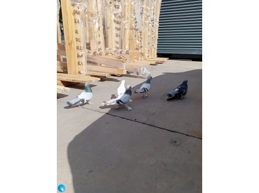 Karışık Mardin oyun kusu