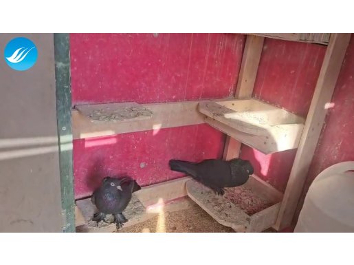 Ankara'nın Eski Soy Takkalı Arapları