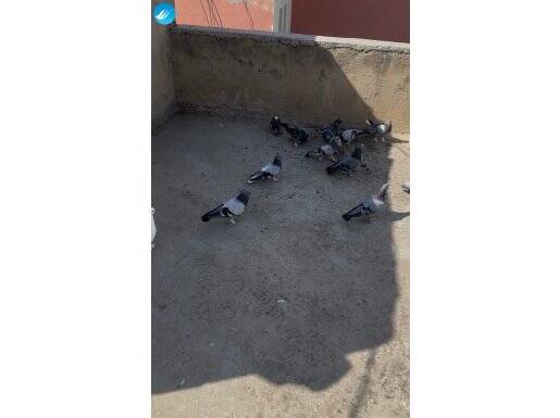 Oyunlu güverçin 