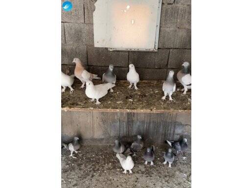 Hepsi oyunlu kuşlar