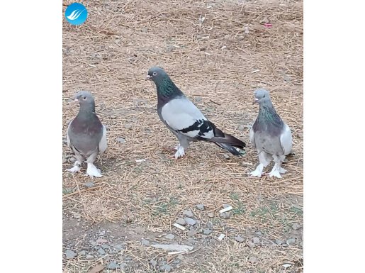Açil satlık güvercin