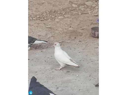 Erkek eşsiz bir balina