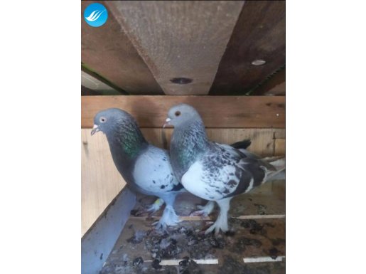 Sadece soldaki 