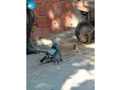 Erkek mavi dışı dumanli
