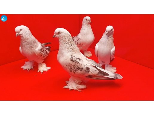 2 Takım Şampiyon Soyu Çakmaklı Şebap