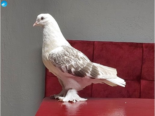 Şebap Miski