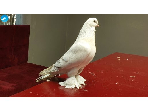 Şebap Kürenk Dişi 