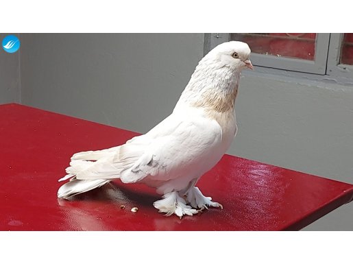 Şebap Kürenk, Ankaralı Erkek 