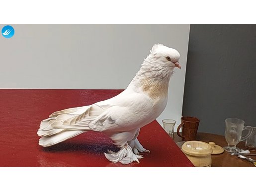 Arka Tepe Şebap Kürenk Erkek