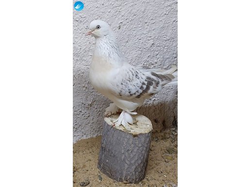 Oyunlu Şebap Miski