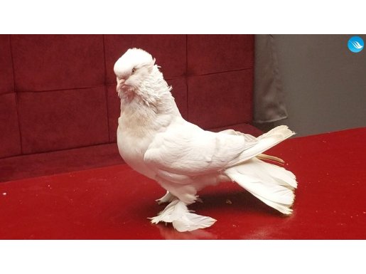Arka tepe şebap takım