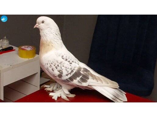 Miski Şebap Güvercin Takım 