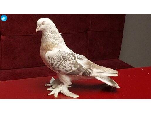 Şebap Miski Güvercin Takım 3