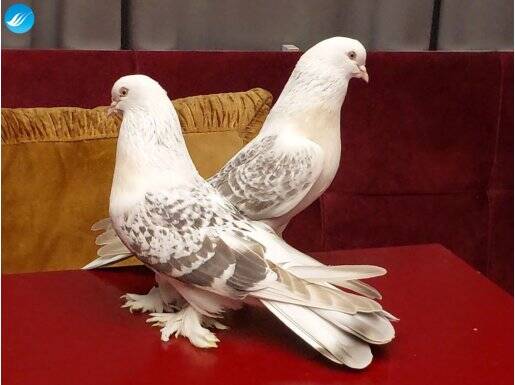 Damızlık Şebap Miksi Takım 