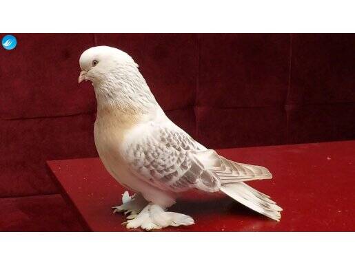 Anaç, Damızlık, Üst Kalite, Şebap Miski Takım 